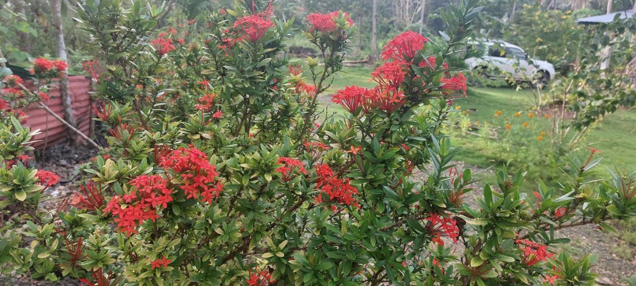 Andnindot Garden Resort Anda  Luaran gambar