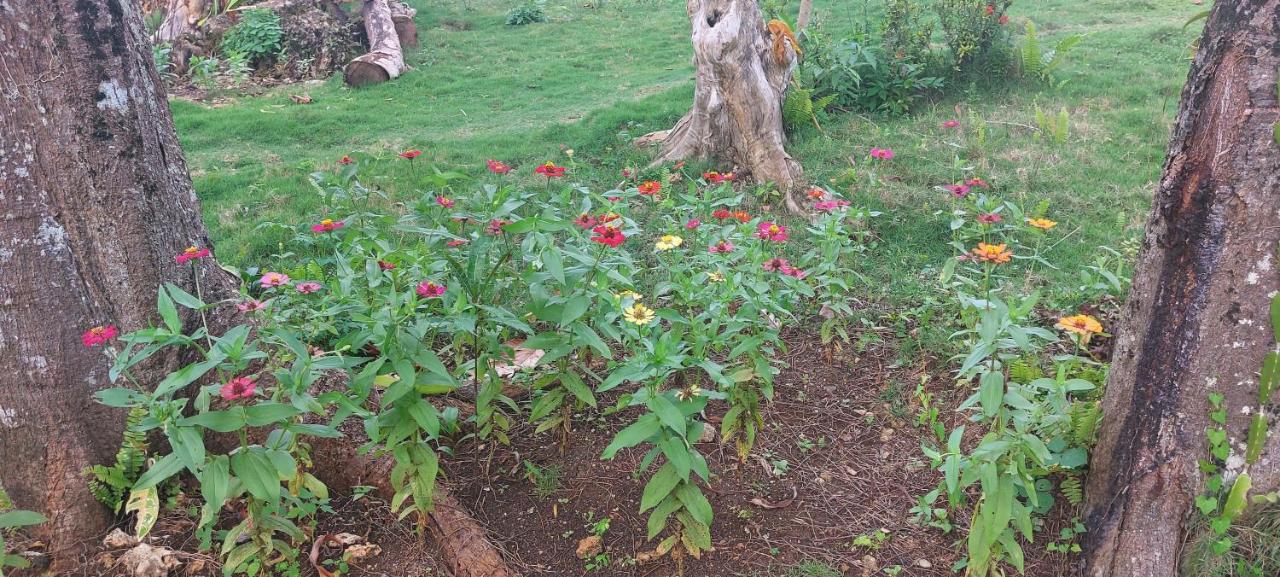 Andnindot Garden Resort Anda  Luaran gambar
