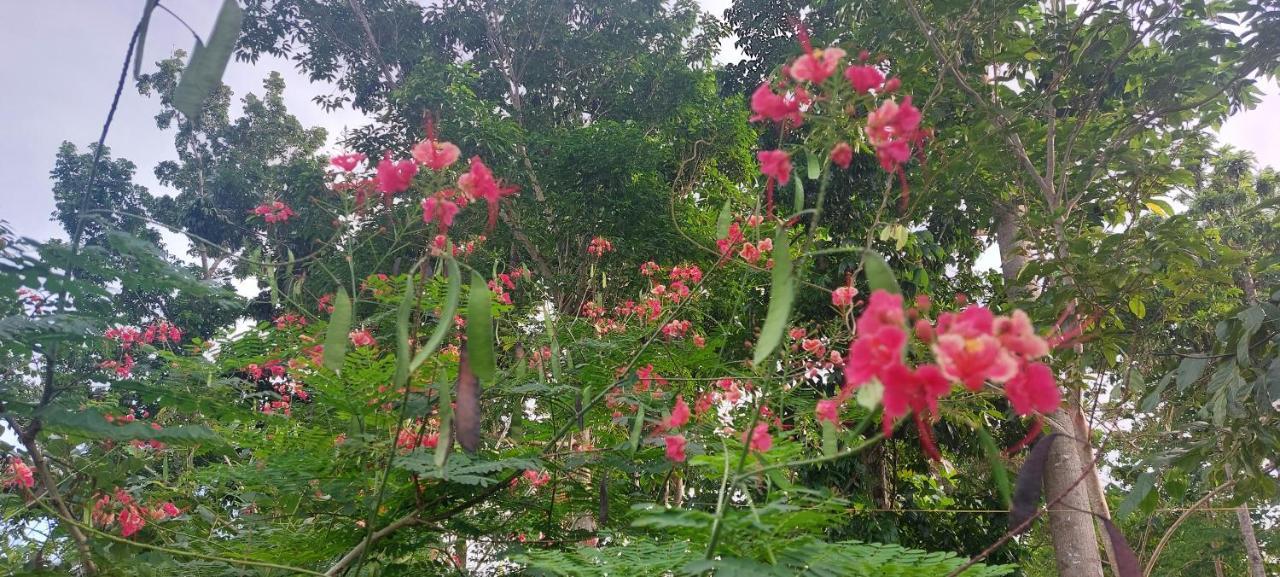 Andnindot Garden Resort Anda  Luaran gambar
